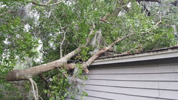 You can see how much of the tree was on my neighbor's house.