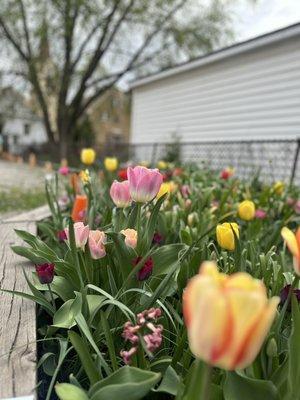 Tulips at the school garden