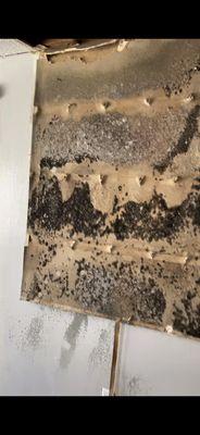 BLACK MOLD INFESTATION