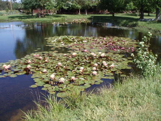 Pond and Lake Management