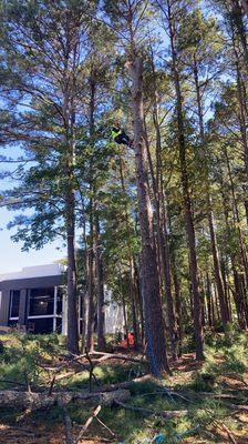 Tree removal