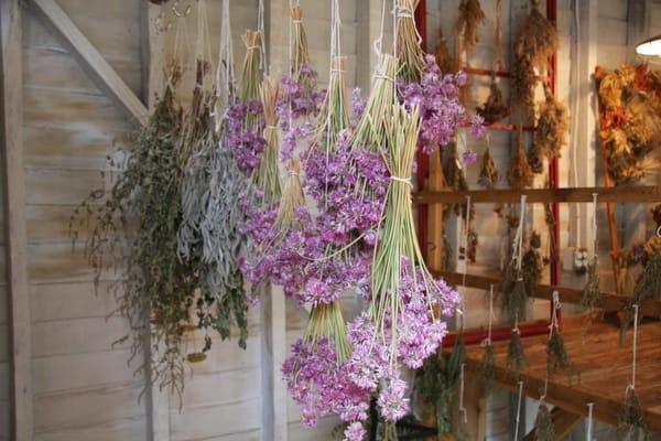 Herbs Drying in drying shed