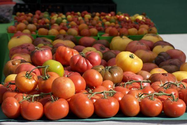 Tomatoes - Nest Farms