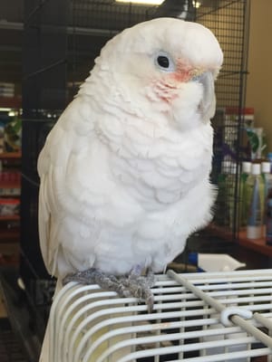 Louie the Cockatoo!