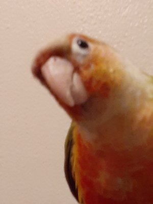 This is Jack my Conure.  I brought him home in March of 2021.  I was very satisfied with Fins, Feathers,  Paws, and Claws