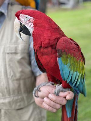 Macaw!