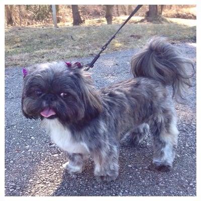 Greta - fresh from the salon at Four Paws!