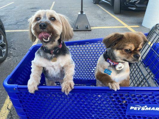 Freshly groomed. Baths, cuts & nail trims. $114 for both. 20% off if you check-in on Yelp!!!!