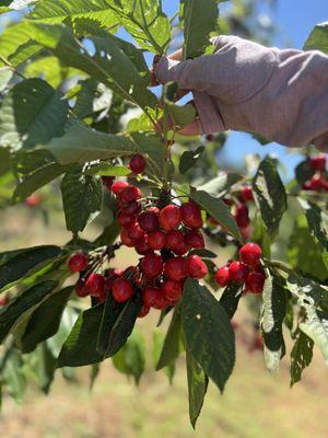 Lots of sweet and sour cherries