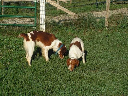 Dogs playing in dog yard