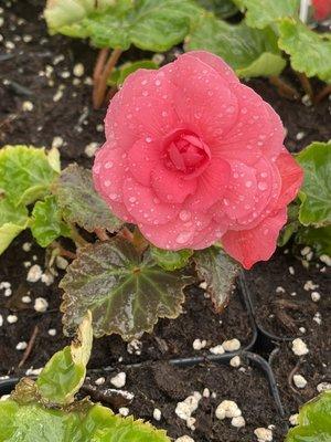 Begonia