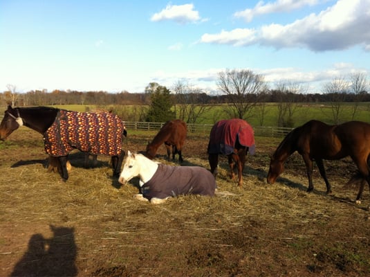 Some field-board pasture pals hanging out at NFF Stables!