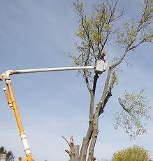 Scott's Tree Service