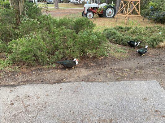 Ducks running free.