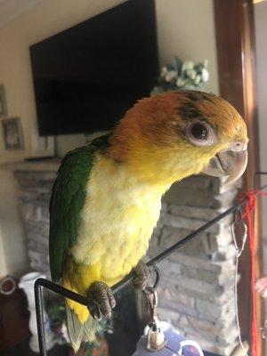 Baby caique