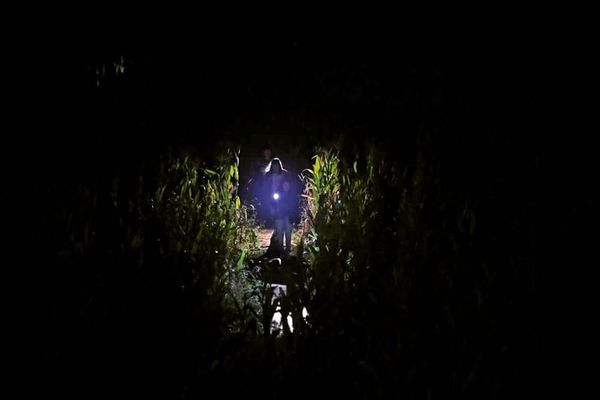 Enjoy the Snipes Farm Corn Maze by flashlight in autumn!