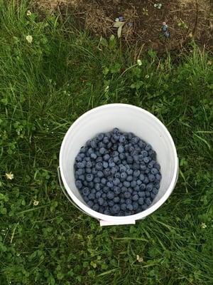 Haven Riverside Blueberry Farm