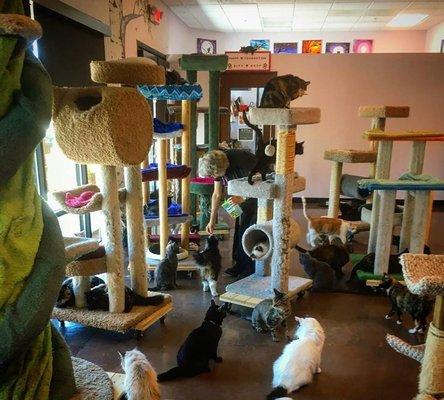 Our Pop-Up Cat Cafe at the Poppy Foundation!