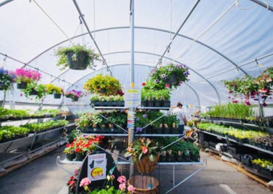 Small but well stocked greenhouse