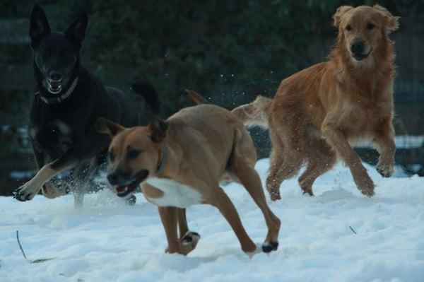 Fun in the snow at Pawtucket Dog Park.