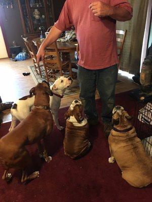 My husband trying to get this sweet little group of sweetness to do tricks