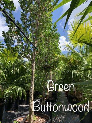 Green Buttonwood