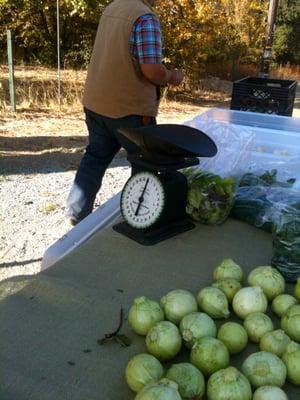 The El Campito Farm scale.