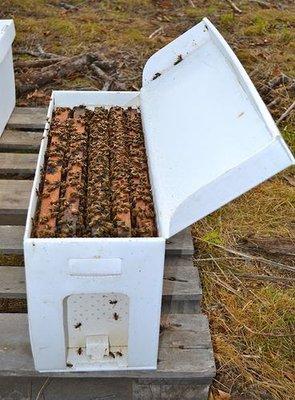 Honey Bee Nucs For Sale