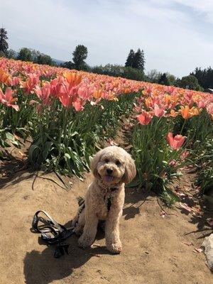 Moki visiting the Oregon Tulip Festival.