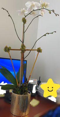 Single orchid arrangement with plants