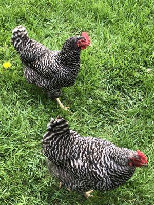 2 of the very friendly free range chickens  they greeted us right at our car