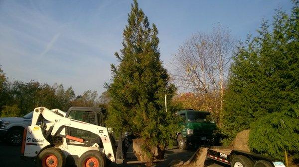 planting large trees in Fairfield, CT