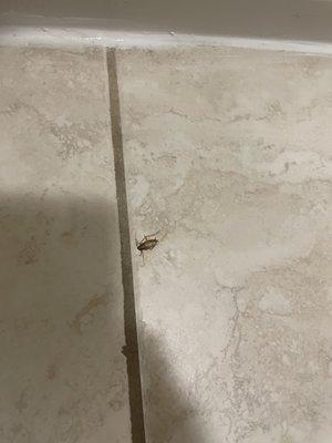 Roach I had to kill in the bathroom