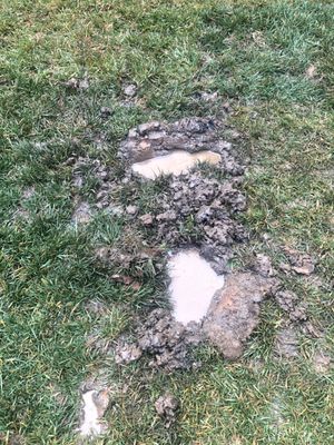 Footprints from walking in our flooded yard - post-drainage install.