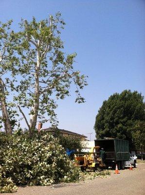 Tree Trimming (After)