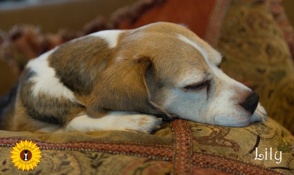 Lily enjoying a nice nap.