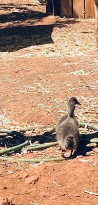 Said duckling reunited with her litter mate.