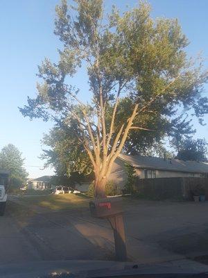 AC & Son's Tree Service