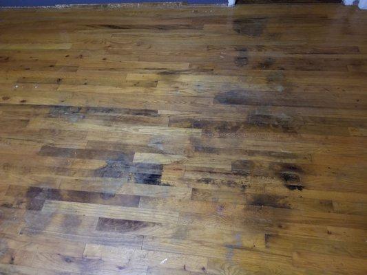 before,  60 years of stains and marred floor under carpet