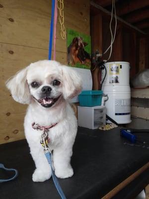 Little Lucy has a unique hair cut