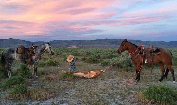 the Cowboy Way..photo credit Missy Boozenny