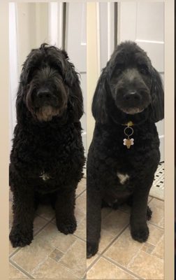 Before and after. Zeus the labradoodle