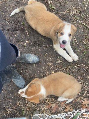 Great Pyrenese pups