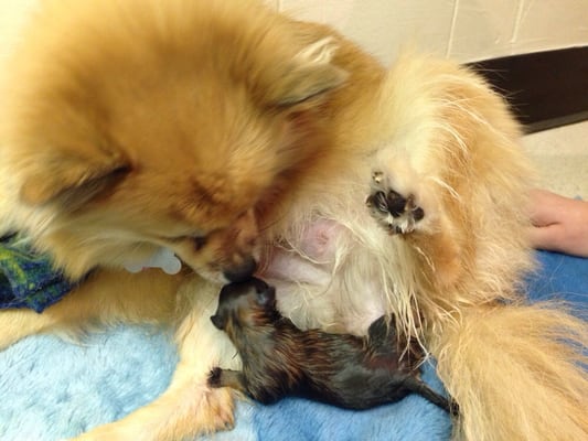 foxy giving birth to one of her puppies..at meadow vet