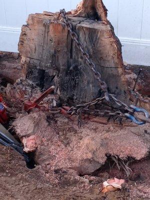 Removed stump