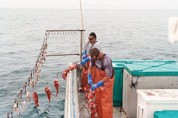 Local sustainable Hook & Line Fishing is what we do.