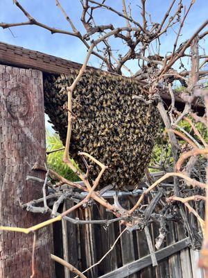 Bee swarm