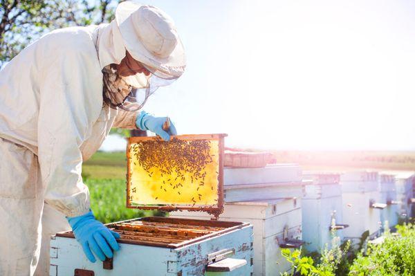 Harvesting Honey !