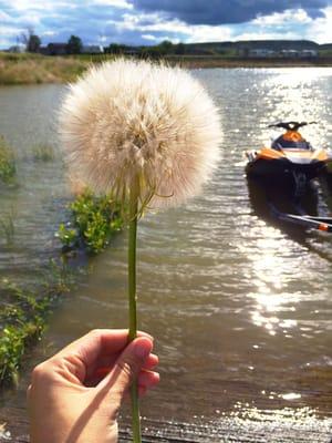 Giant dandelions & wave runners.