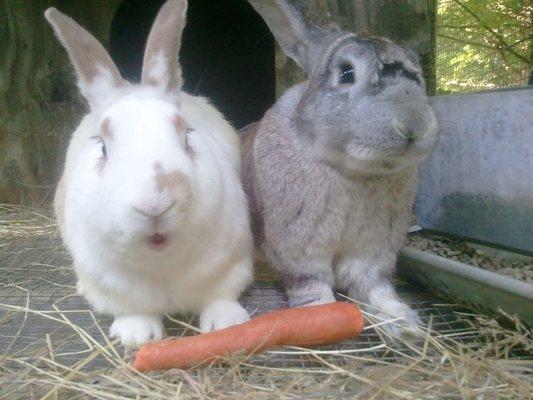 Bunnies to visit on property :)